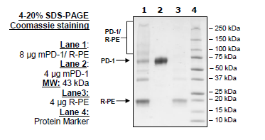 PD-1 (Mouse), Fc fusion (Human), PE-labeled Recombinant – Figure 1 of 3