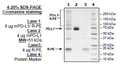 PD-L1, Fc Fusion, PE-Labeled (Mouse) Recombinant – Figure 1 of 3