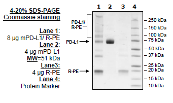 PD-L1, Fc Fusion, PE-Labeled (Mouse) Recombinant – Figure 1 of 3