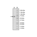 CD2, Fc fusion, Biotin-labeled (Human) HiP™ Recombinant – Figure 1 of 3