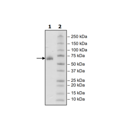 CD2, Fc fusion, Biotin-labeled (Human) HiP™ Recombinant – Figure 1 of 3