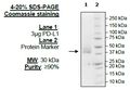 PD-L1(CD274), FLAG-Avi-His-Tag, (Human) HiP™ Recombinant – Figure 1 of 6