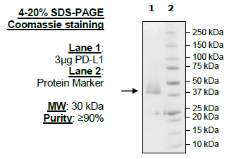 PD-L1(CD274), FLAG-Avi-His-Tag, (Human) HiP™ Recombinant – Figure 1 of 6
