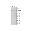 CD96, Fc-Fusion, Avi-Tag, Biotin Labeled (Human) Recombinant – Figure 1 of 1