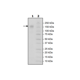 CD96, Fc-Fusion, Avi-Tag, Biotin Labeled (Human) Recombinant – Figure 1 of 1