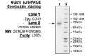 CD39, His-Tag (Human) Recombinant – Figure 1 of 2