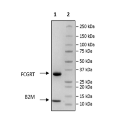 FcRn (FCGRT/B2M), His-Tag Recombinant – Figure 1 of 2