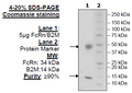 FcRn (FCGRT/B2M), His-Avi-Tag, Biotin-Labeled (Mouse) Recombinant – Figure 1 of 1
