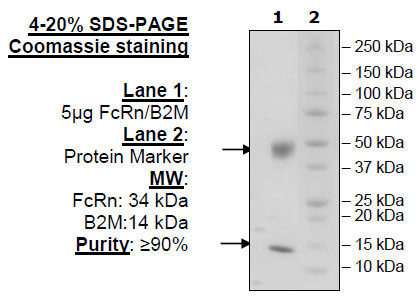 FcRn (FCGRT/B2M), His-Avi-Tag, Biotin-Labeled (Mouse) Recombinant – Figure 1 of 1