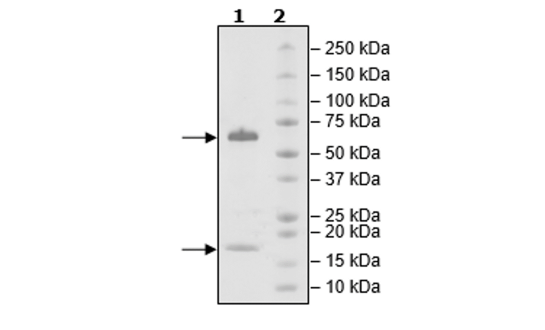 4-20% SDS-PAGE Coomassie Staining