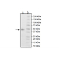 OX40 (CD134), Biotin-labeled, His-tag (Human) Recombinant – Figure 1 of 2