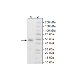 OX40 (CD134), Biotin-labeled, His-tag (Human) Recombinant – Figure 1 of 2