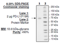 PD-L1 (F19A), Fc fusion, Biotin-labeled (Human) HiP™ Recombinant – Figure 1 of 1