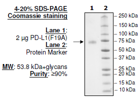 PD-L1 (F19A), Fc fusion, Biotin-labeled (Human) HiP™ Recombinant – Figure 1 of 1