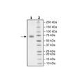 PD-L1 (T20Q), Fc fusion, Biotin-labeled (Human) HiP™ Recombinant – Figure 1 of 2