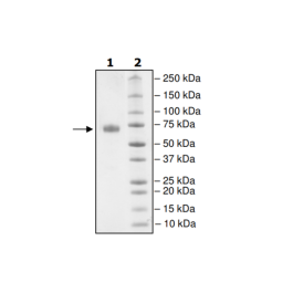 PD-L1 (T20Q), Fc fusion, Biotin-labeled (Human) HiP™ Recombinant – Figure 1 of 2