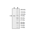 PD-L1 (D26A), Fc fusion, Biotin-labeled (Human) HiP™ Recombinant – Figure 1 of 2