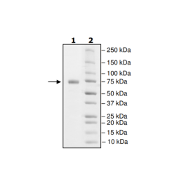 PD-L1 (D26A), Fc fusion, Biotin-labeled (Human) HiP™ Recombinant – Figure 1 of 2