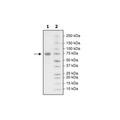 PD-L1 (I54A), Fc fusion, Biotin-labeled (Human) HiP™ Recombinant – Figure 1 of 2