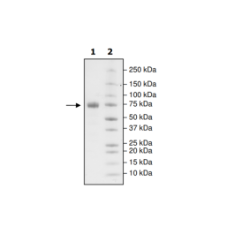 PD-L1 (I54A), Fc fusion, Biotin-labeled (Human) HiP™ Recombinant – Figure 1 of 2
