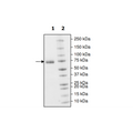 PD-L1 (Y56A), Fc fusion, Biotin-labeled (Human) HiP™ Recombinant – Figure 1 of 2