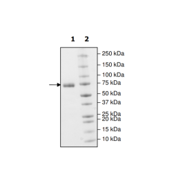 PD-L1 (Y56A), Fc fusion, Biotin-labeled (Human) HiP™ Recombinant – Figure 1 of 2