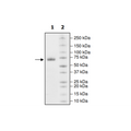 PD-L1 (Q66A), Fc fusion, Biotin-labeled (Human) HiP™ Recombinant – Figure 1 of 2