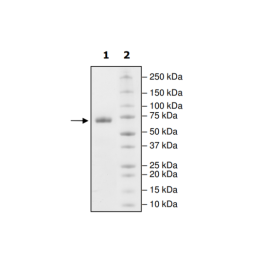 PD-L1 (Q66A), Fc fusion, Biotin-labeled (Human) HiP™ Recombinant – Figure 1 of 2