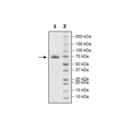 PD-L1 (R113A), Fc fusion, Biotin-labeled (Human) HiP™ Recombinant – Figure 1 of 2