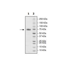 PD-L1 (R113A), Fc fusion, Biotin-labeled (Human) HiP™ Recombinant – Figure 1 of 2