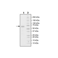 PD-L1 (M115A), Fc fusion, Biotin-labeled (Human) HiP™ Recombinant – Figure 1 of 2