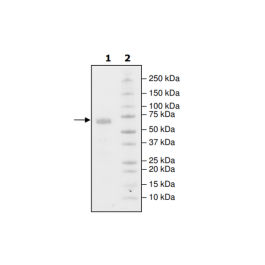 PD-L1 (M115A), Fc fusion, Biotin-labeled (Human) HiP™ Recombinant – Figure 1 of 2