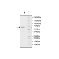 PD-L1 (S117Q), Fc fusion, Biotin-labeled (Human) HiP™ Recombinant – Figure 1 of 2
