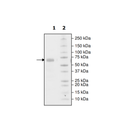 PD-L1 (S117Q), Fc fusion, Biotin-labeled (Human) HiP™ Recombinant – Figure 1 of 2
