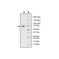 PD-L1 (A121Q), Fc fusion, Biotin-labeled (Human) HiP™ Recombinant – Figure 1 of 2