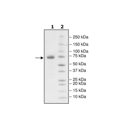 PD-L1 (A121Q), Fc fusion, Biotin-labeled (Human) HiP™ Recombinant – Figure 1 of 2
