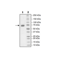 PD-L1 (D122A), Fc fusion, Biotin-labeled (Human) HiP™ Recombinant – Figure 1 of 2