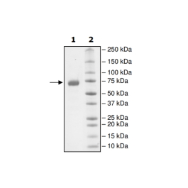 PD-L1 (D122A), Fc fusion, Biotin-labeled (Human) HiP™ Recombinant – Figure 1 of 2