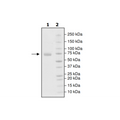 PD-L1 (Y123A), Fc fusion, Biotin-labeled (Human) HiP™ Recombinant – Figure 1 of 2