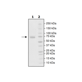 PD-L1 (Y123A), Fc fusion, Biotin-labeled (Human) HiP™ Recombinant – Figure 1 of 2