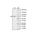 PD-L1 (K124A), Fc fusion, Biotin-labeled (Human) HiP™ Recombinant – Figure 1 of 2