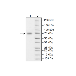 PD-L1 (K124A), Fc fusion, Biotin-labeled (Human) HiP™ Recombinant – Figure 1 of 2