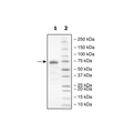 PD-L1 (R125A), Fc fusion, Biotin-labeled (Human) HiP™ Recombinant – Figure 1 of 2