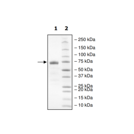 PD-L1 (R125A), Fc fusion, Biotin-labeled (Human) HiP™ Recombinant – Figure 1 of 2