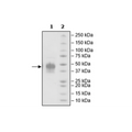 PD-1, FLAG-Avi-His-Tag, Biotin-Labeled (Human) HiP™ Recombinant – Figure 1 of 4