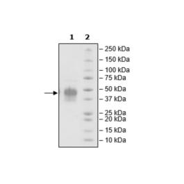 PD-1, FLAG-Avi-His-Tag, Biotin-Labeled (Human) HiP™ Recombinant – Figure 1 of 4
