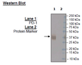 Anti-PD-1 (S228P) Neutralizing Antibody – Figure 1 of 4