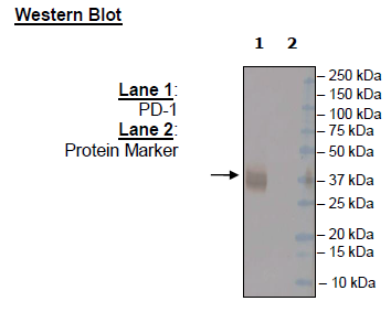 Anti-PD-1 (S228P) Neutralizing Antibody – Figure 1 of 4