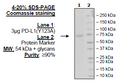 PD-L1 (Y123A), Fc fusion, Avi-Tag (Human) Recombinant – Figure 1 of 1