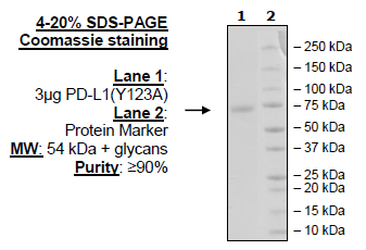 PD-L1 (Y123A), Fc fusion, Avi-Tag (Human) Recombinant – Figure 1 of 1